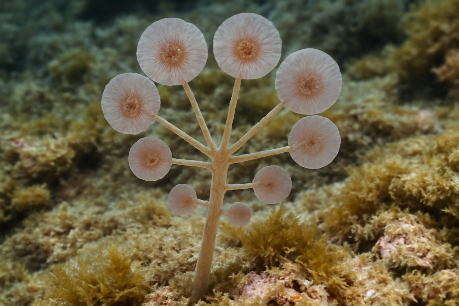 Lollipocladia