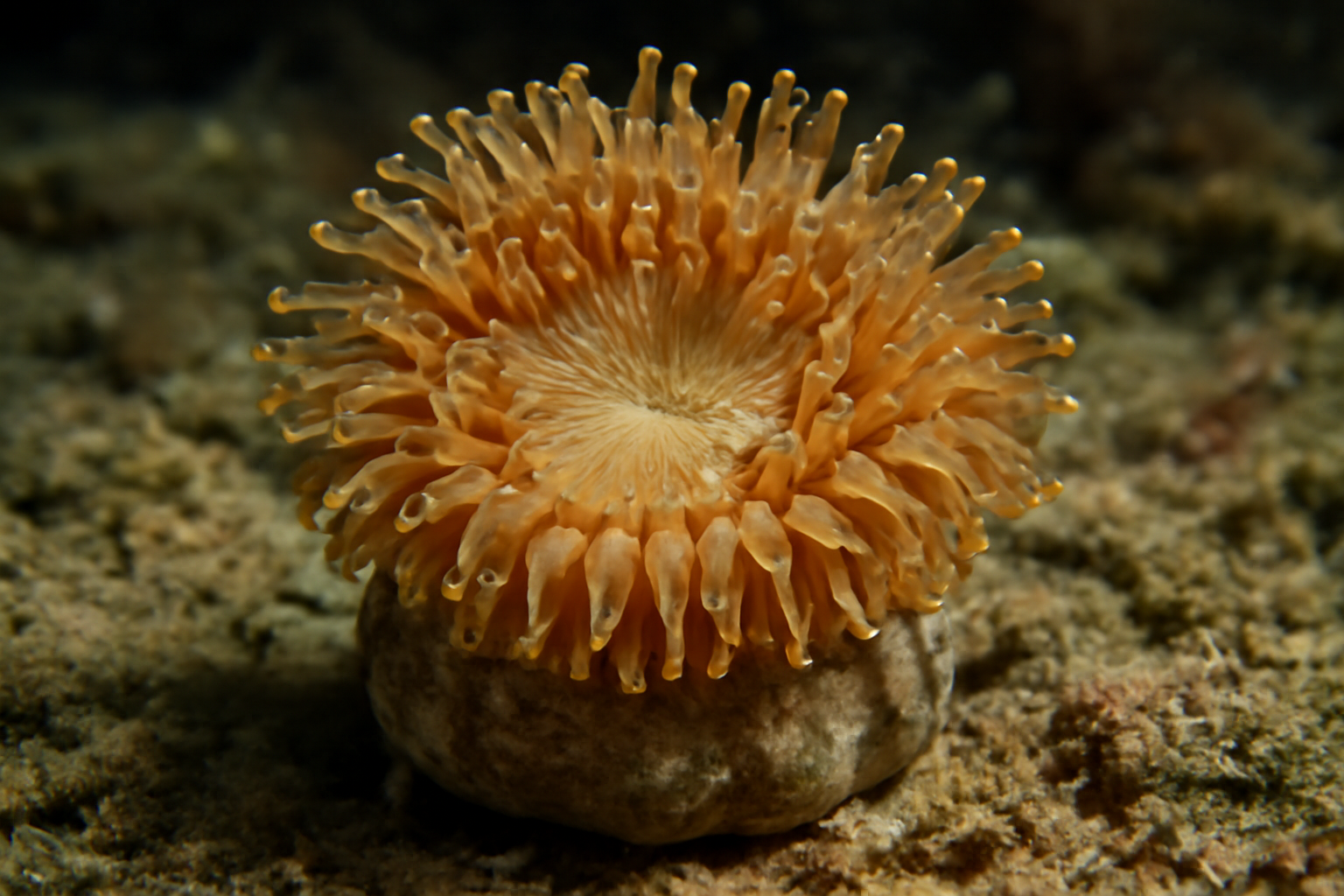 Trachyteleia