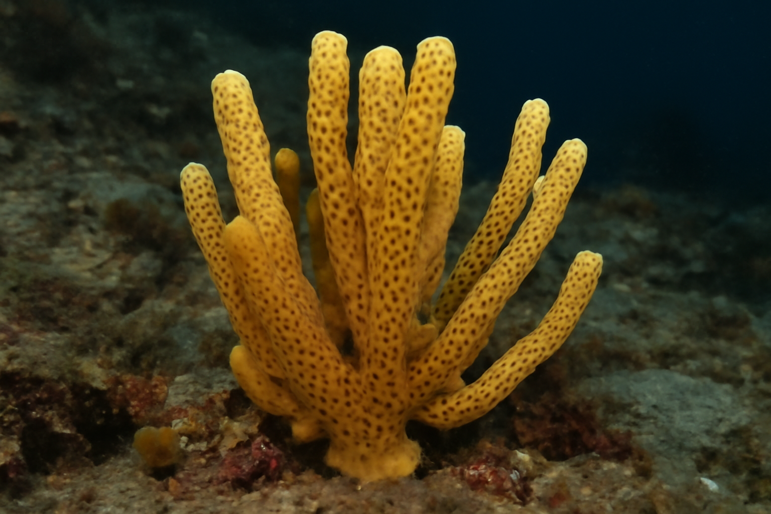 Echinodictyum