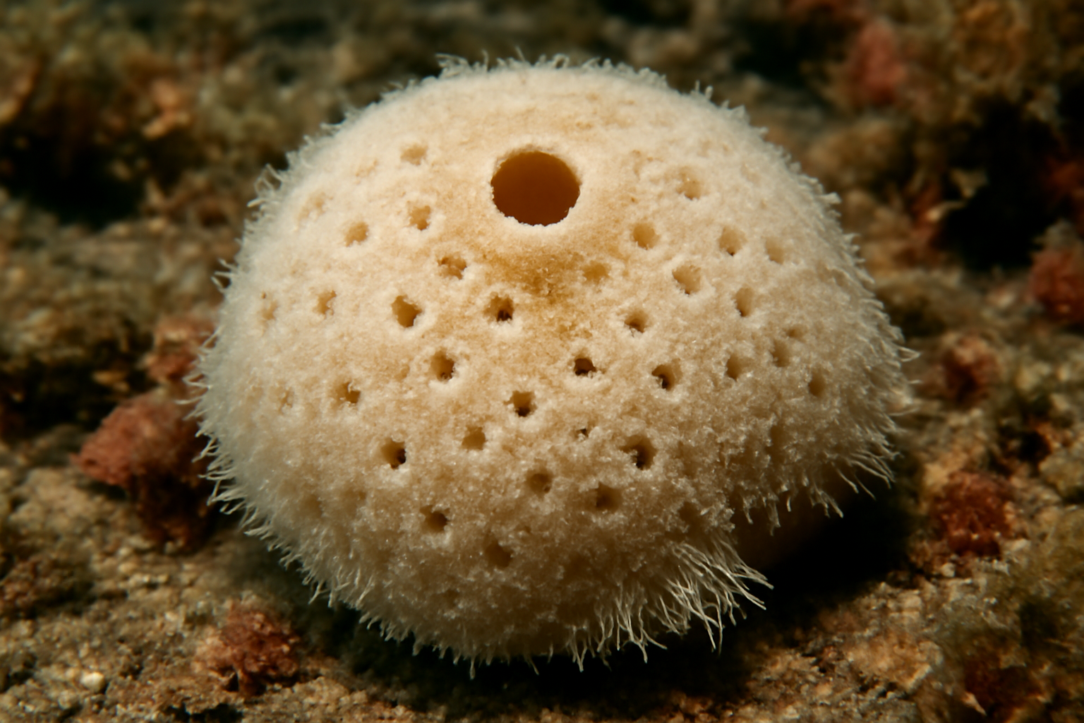 Histodermella