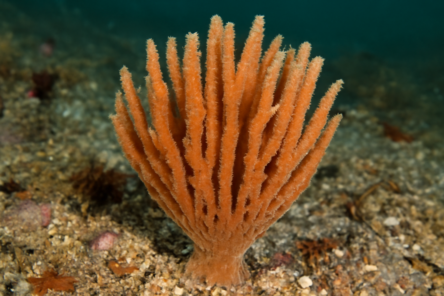 Raspailia