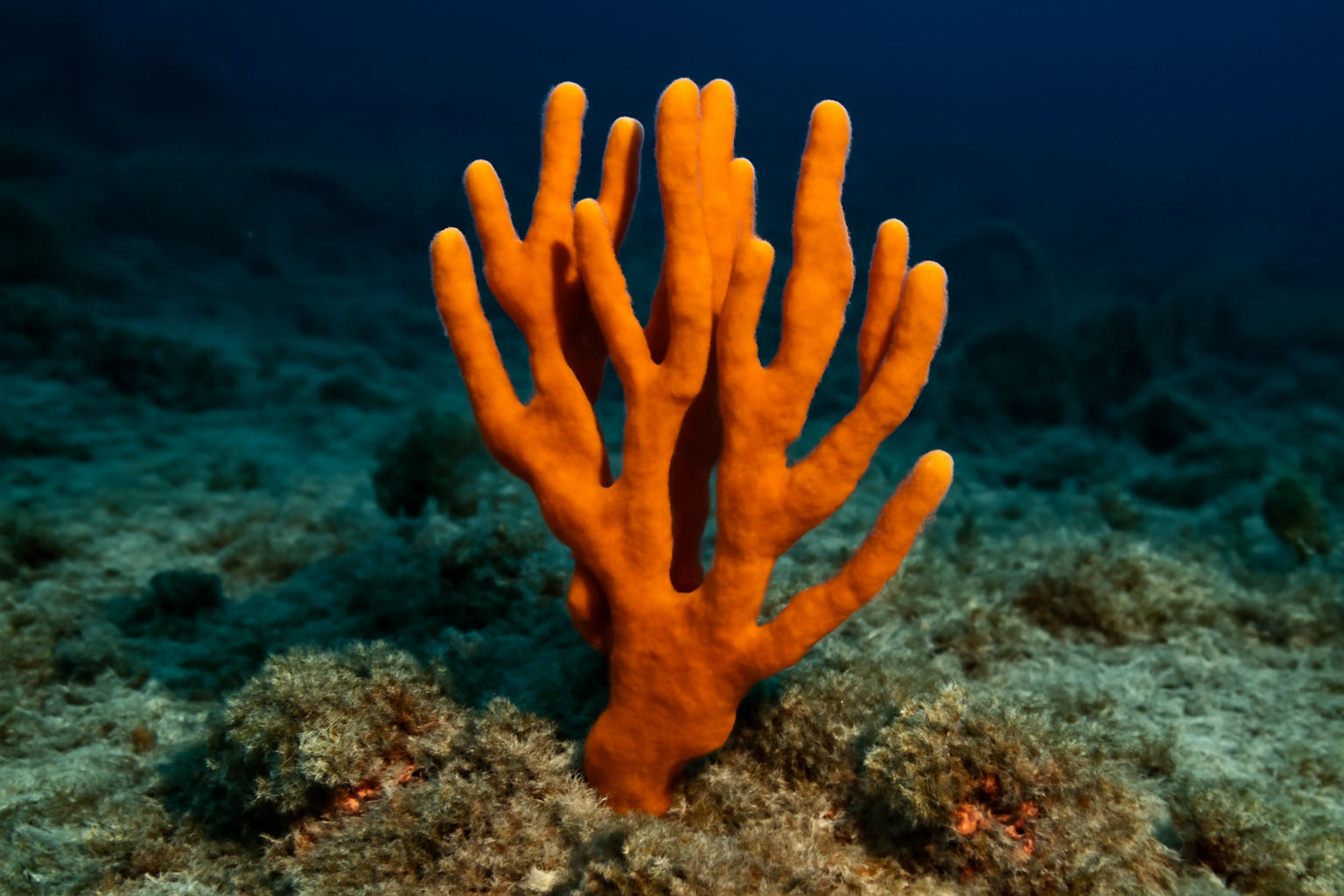 Axinella