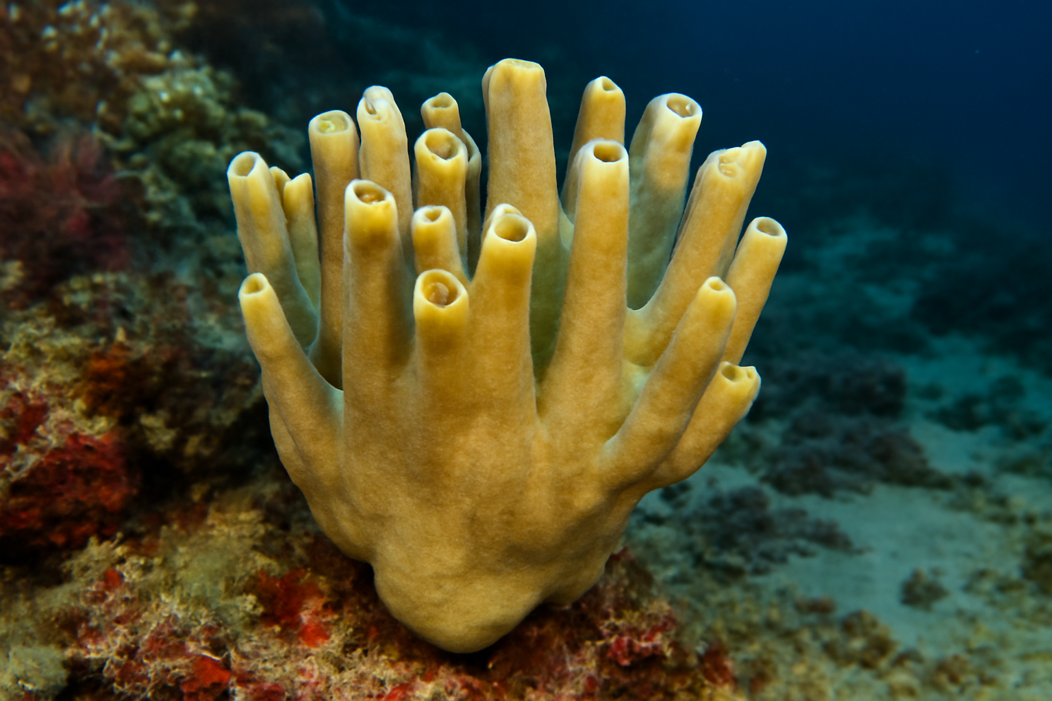 Cymbastela