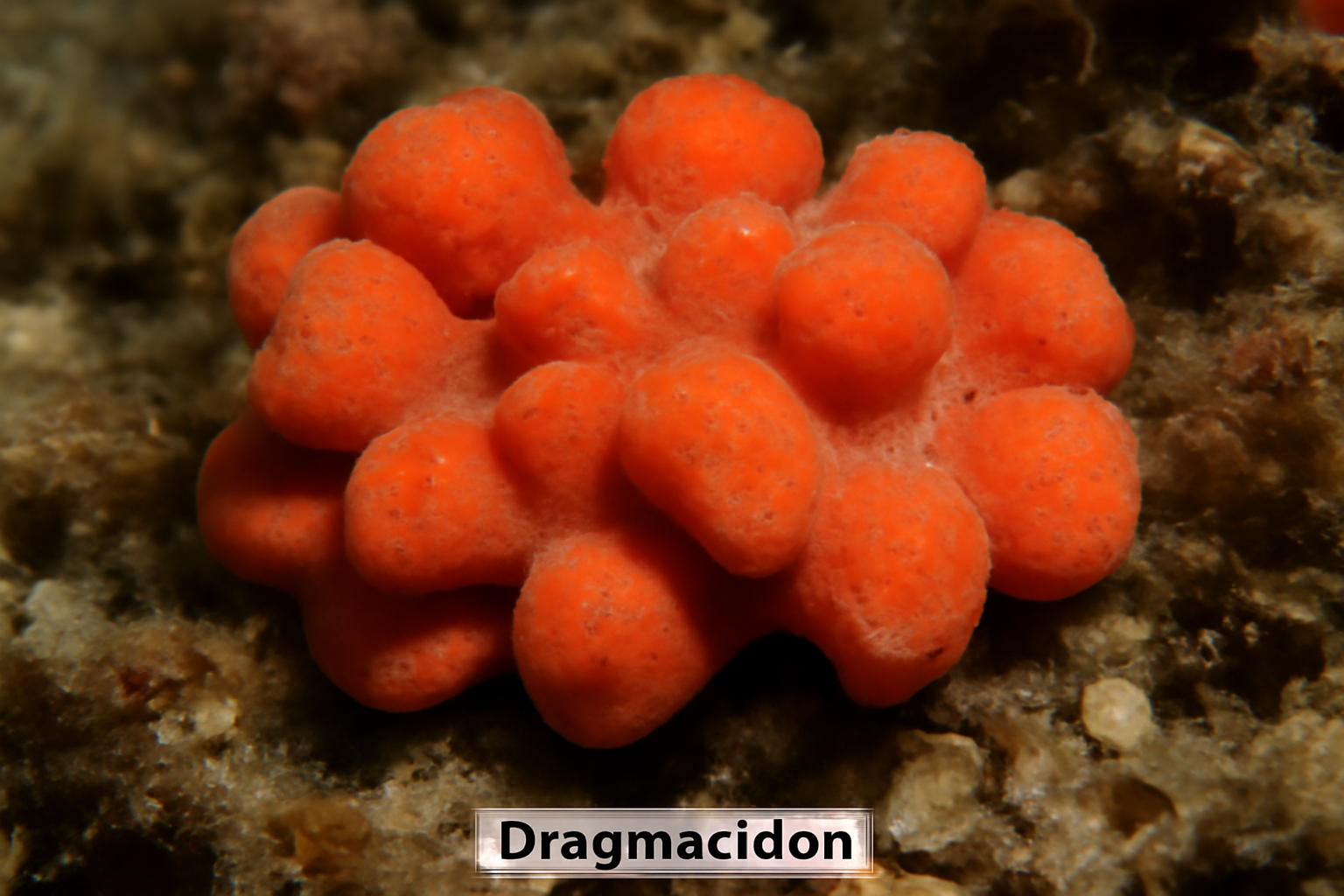 Dragmacidon