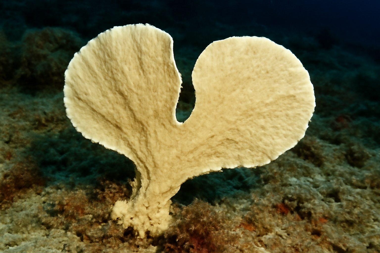 Phakellia