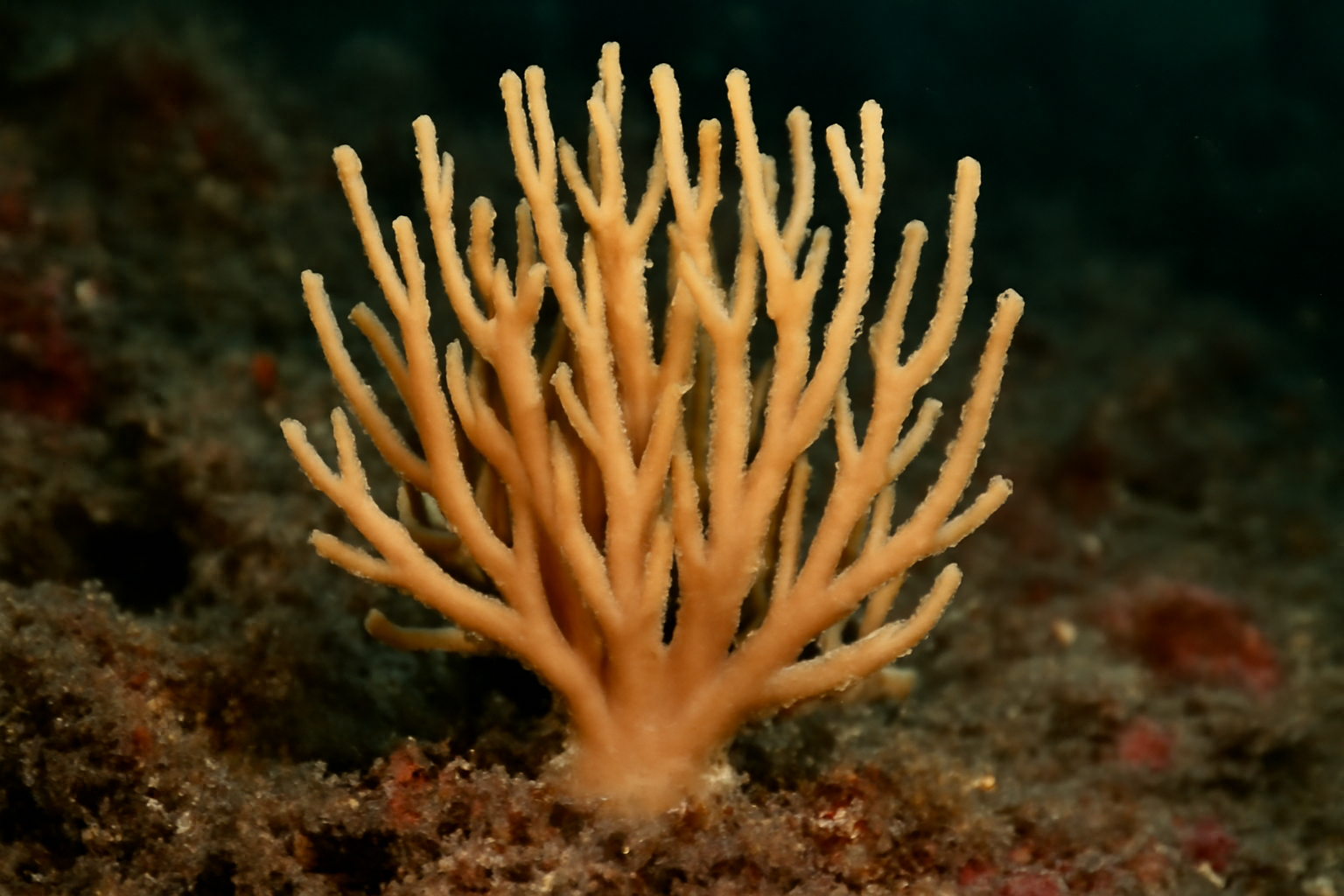 Stelligera