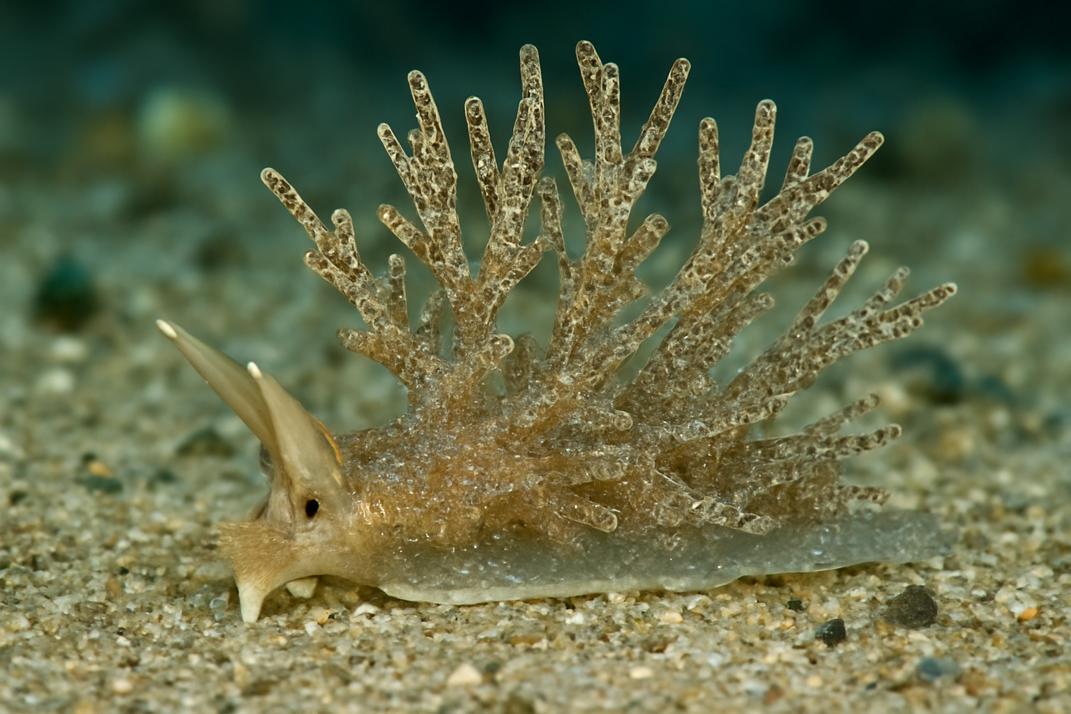 Branched Stelligerid
