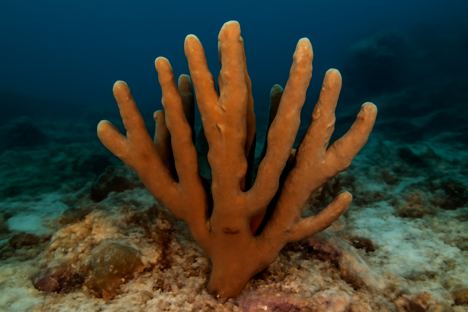 Branching Sponge