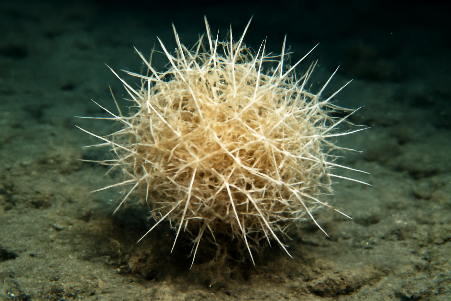 Acanthascus