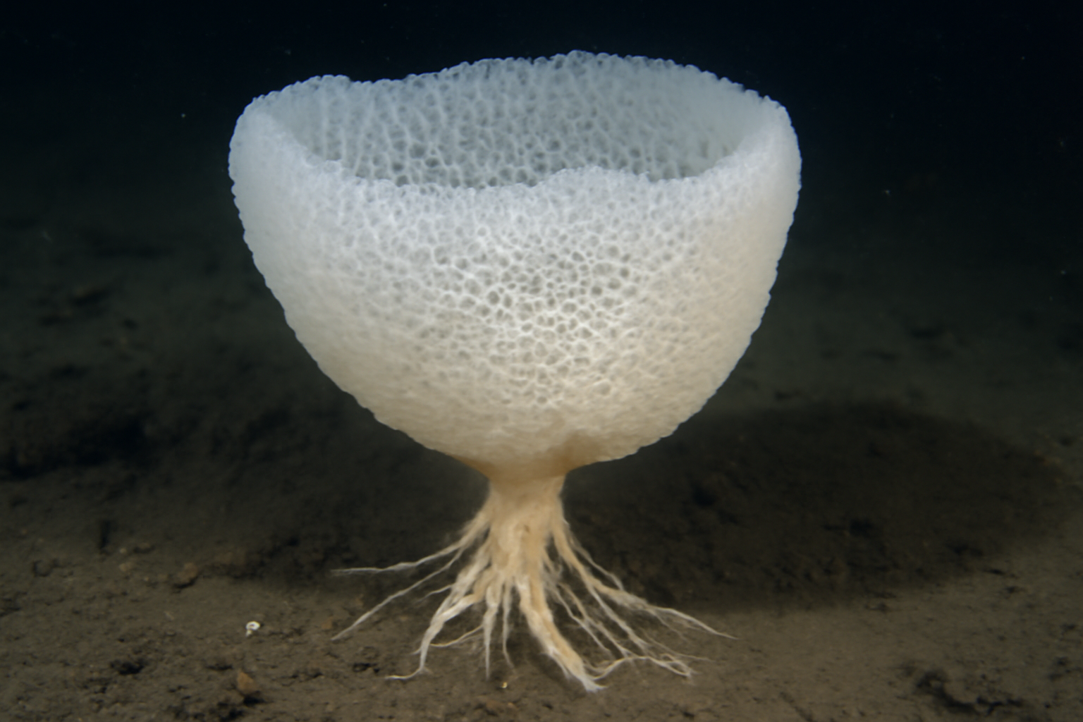 Caulophacus