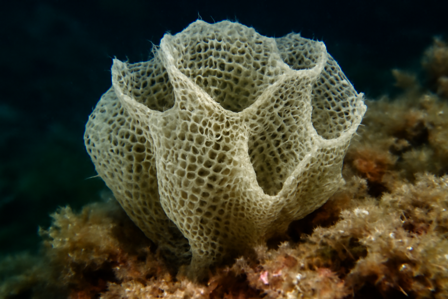 Euryplegma