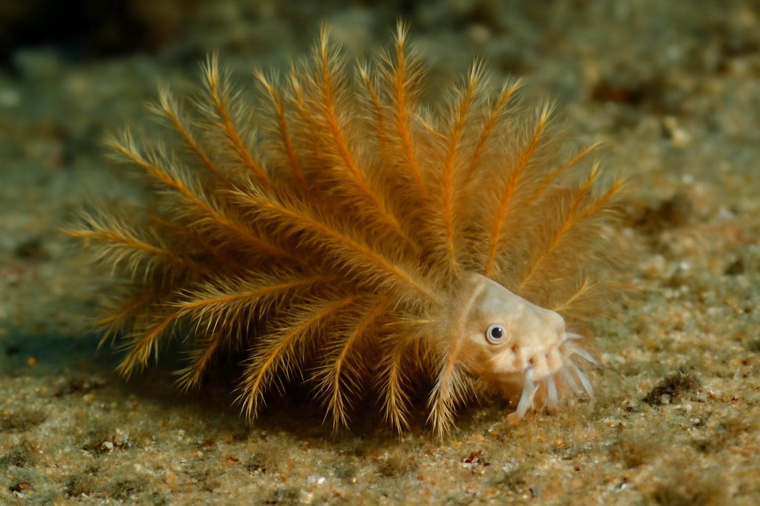 Lanuginella