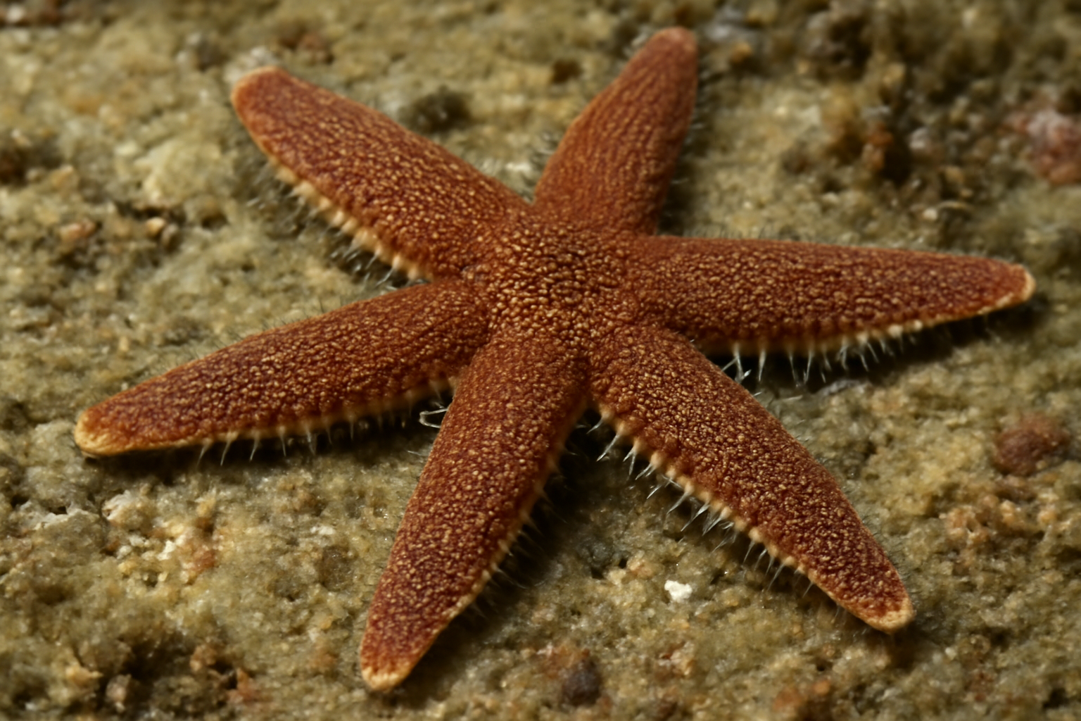 Trichasterina