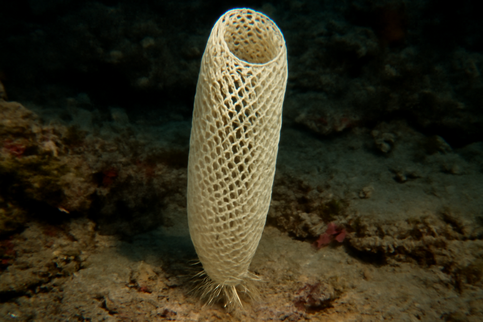 Euplectella