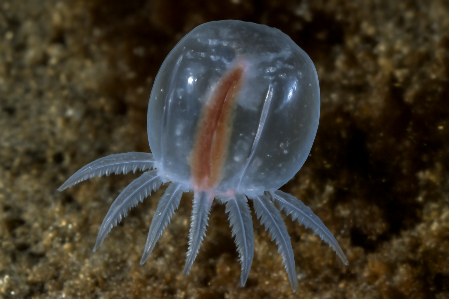 Ijimaiella