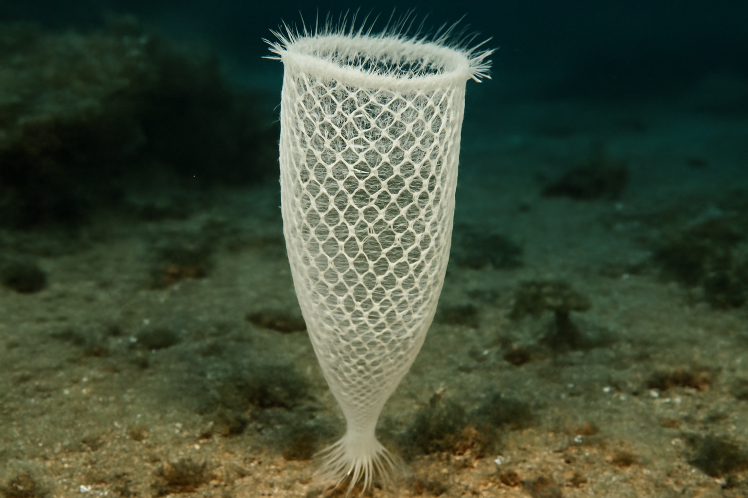 Rhabdopectella