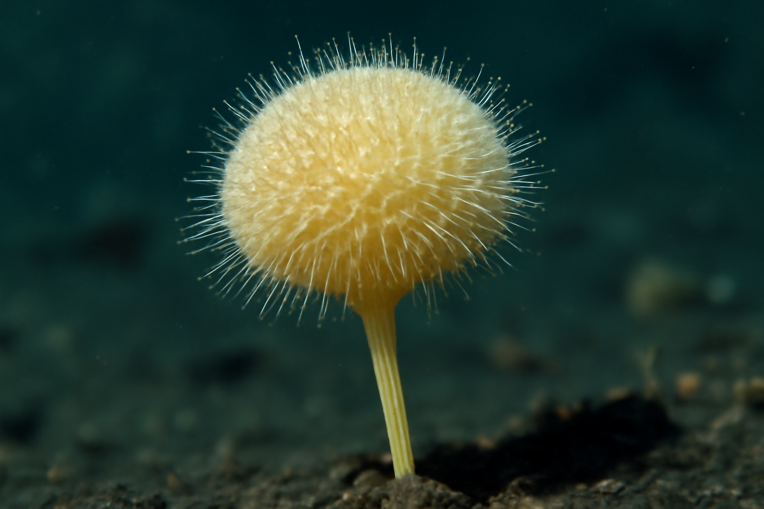 Bolosoma