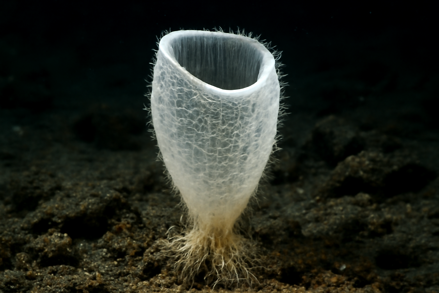 Hyalascus