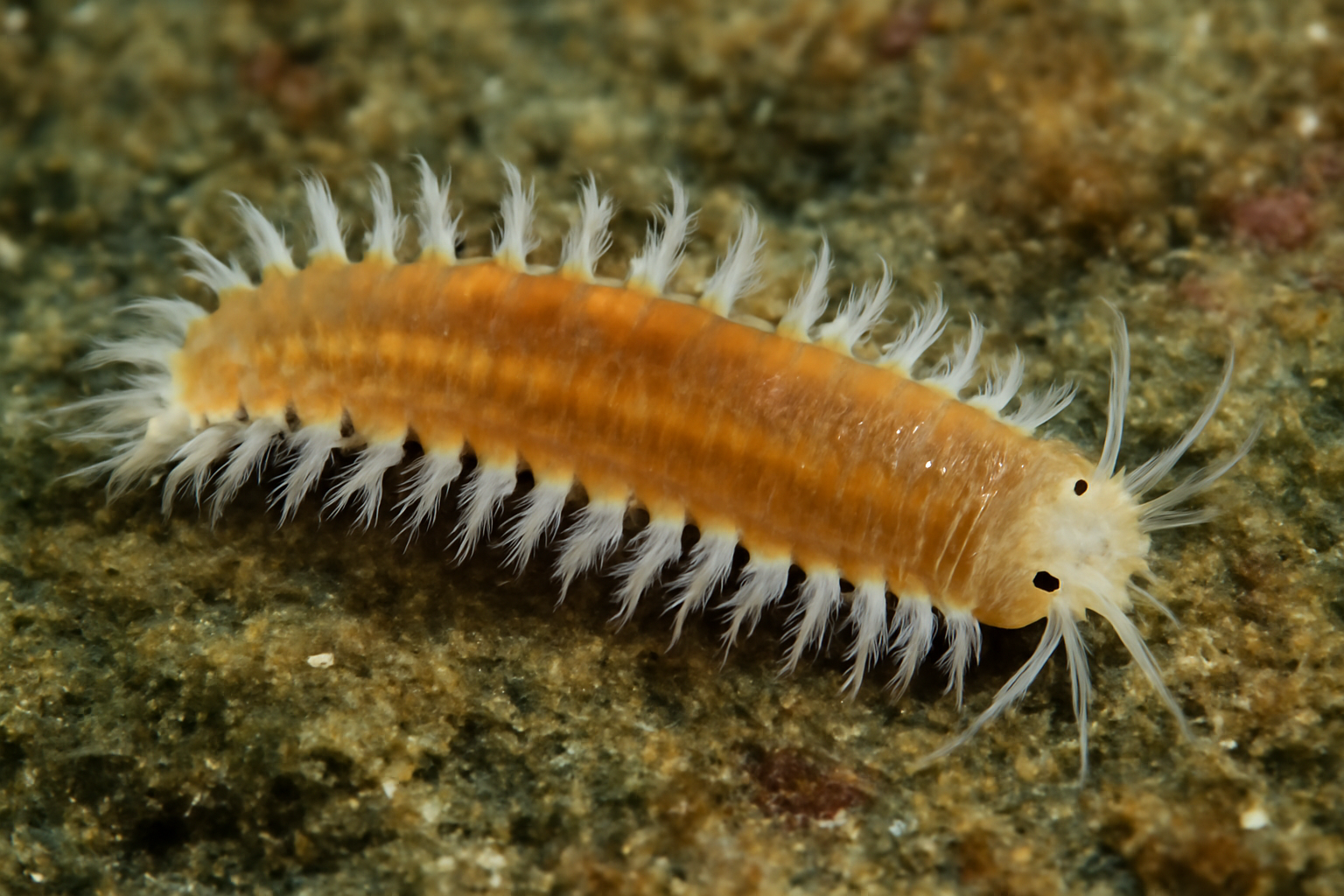 Ijimaiella