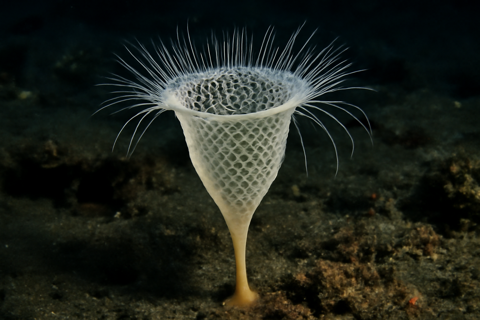 Periphragella