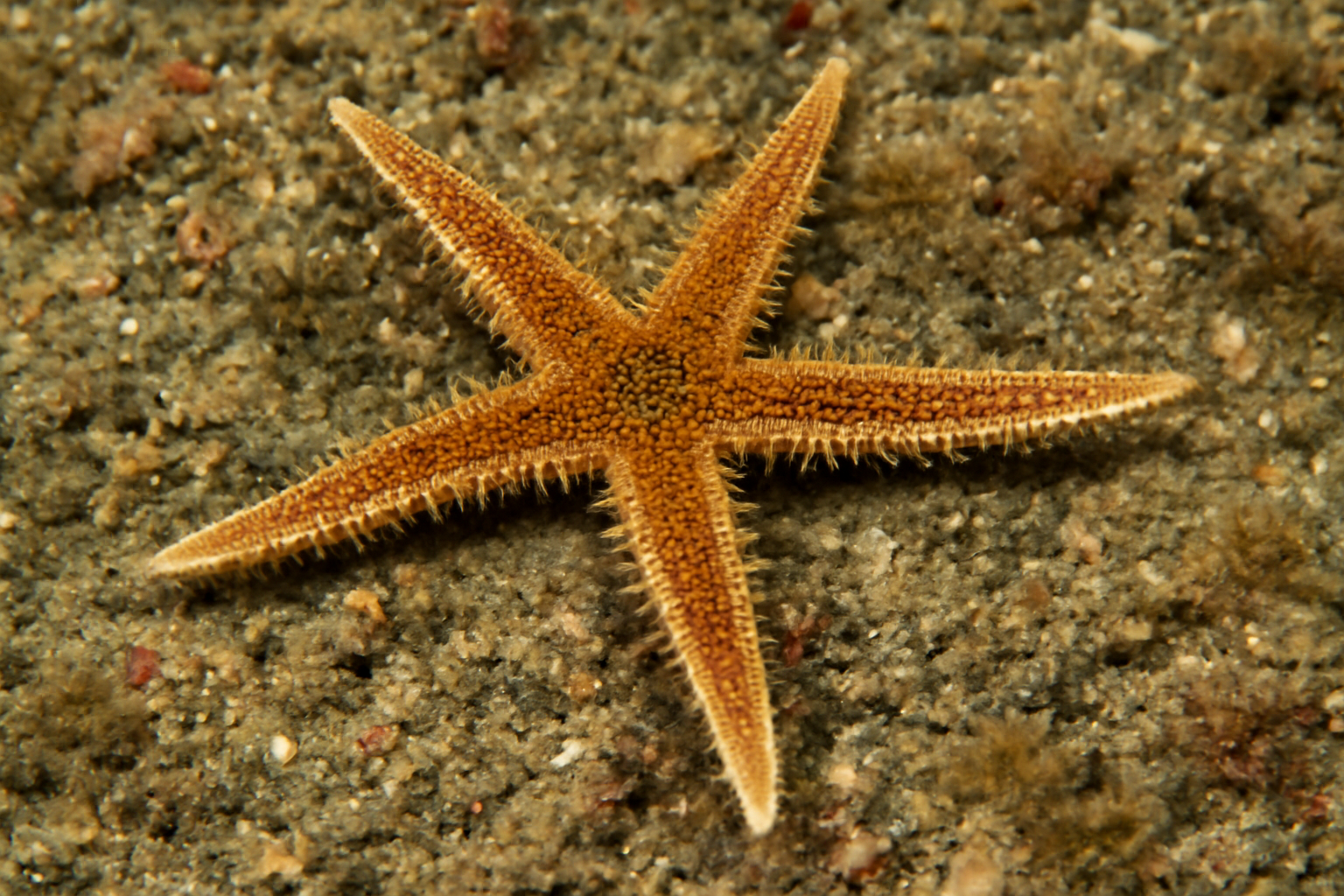 Trichasterina