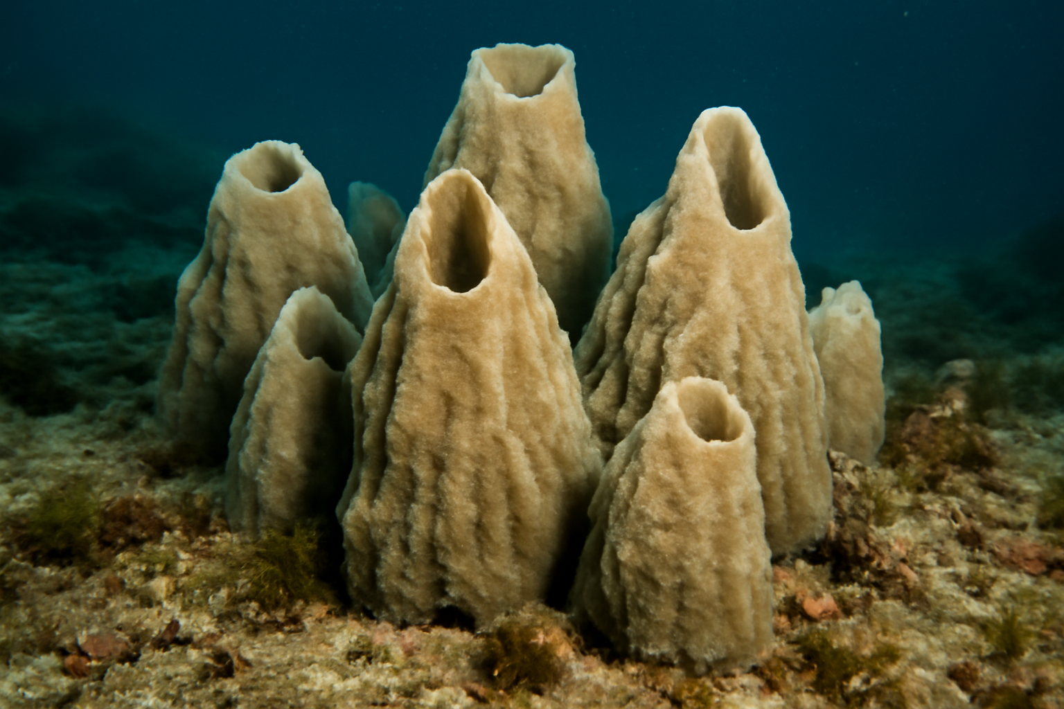 Mountain Sponges
