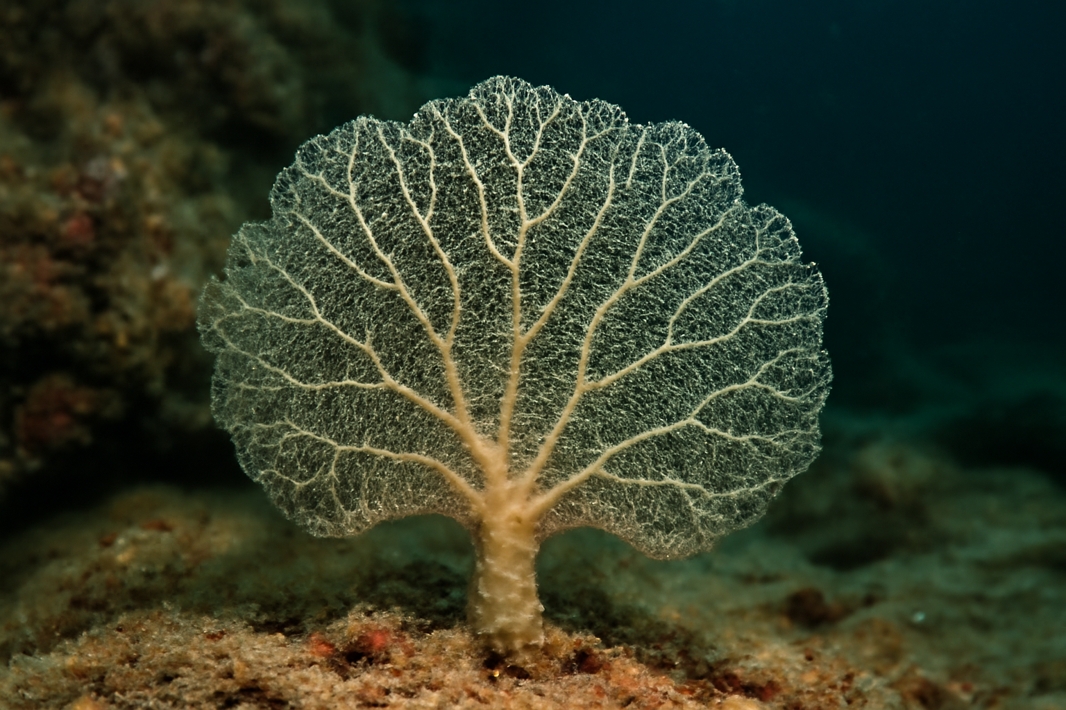 Dictyaulus