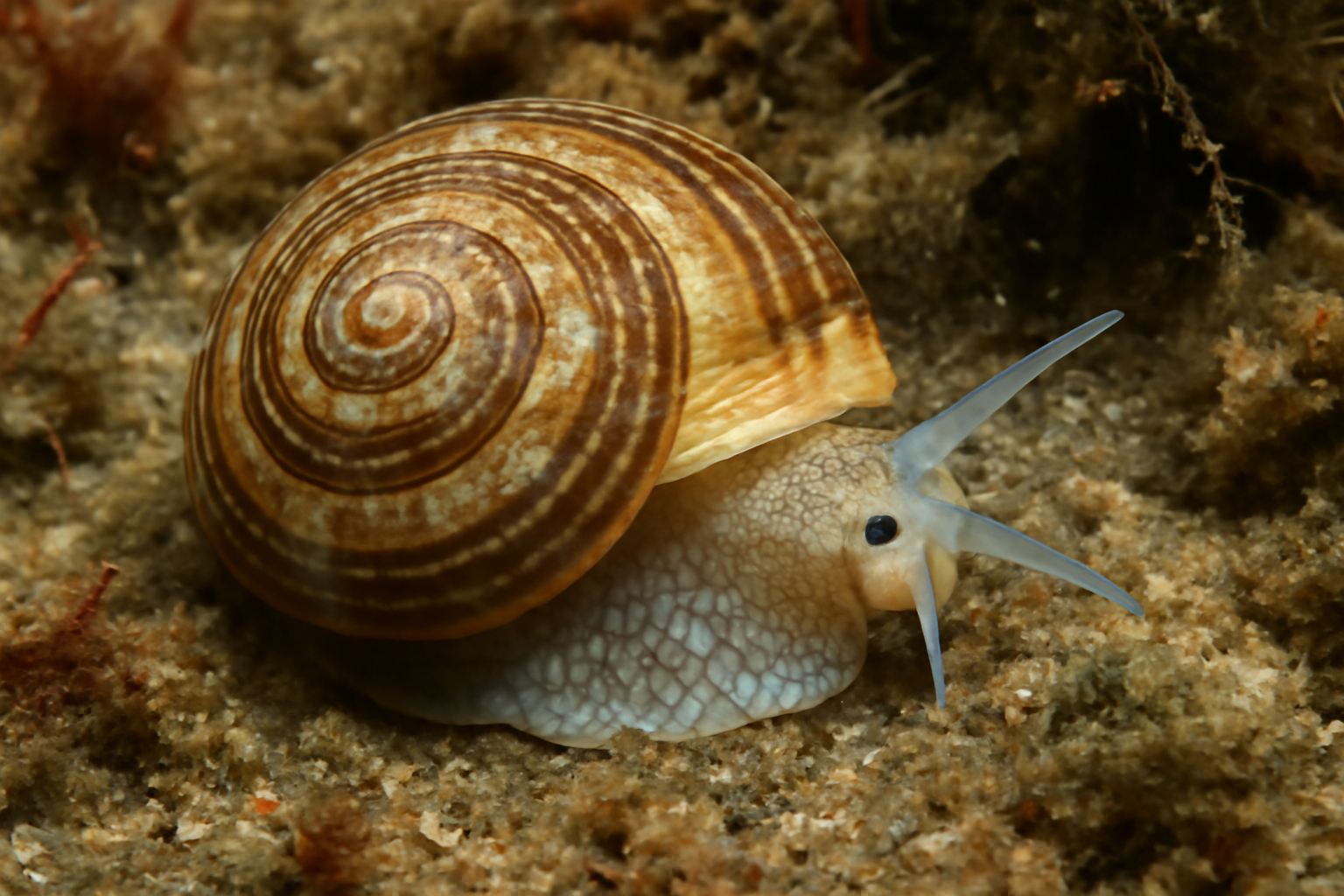 Atlantisella