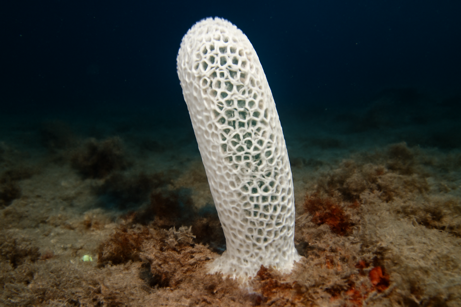 Symplectella