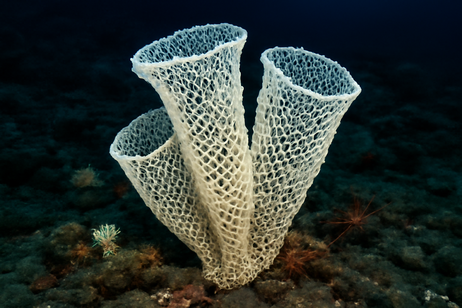 Aphrocallistes