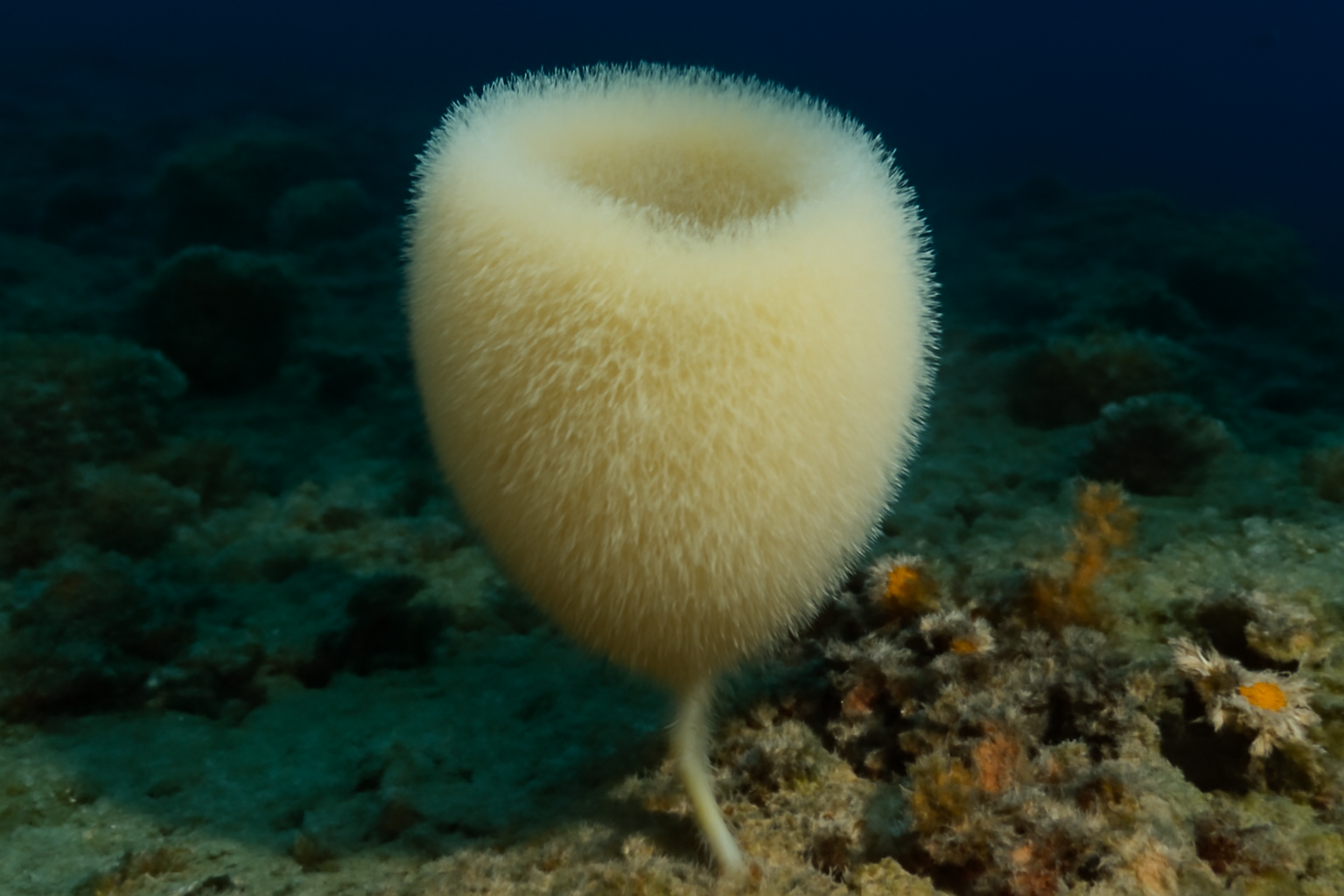 Woolly Glass Sponge