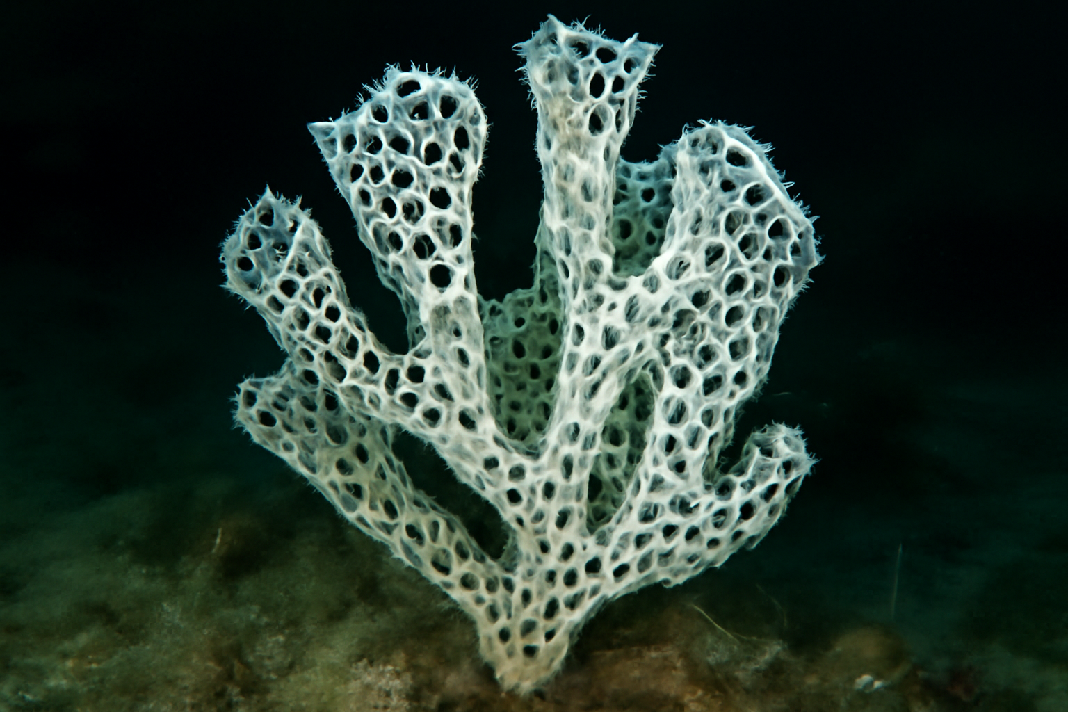 Aphrocallistes