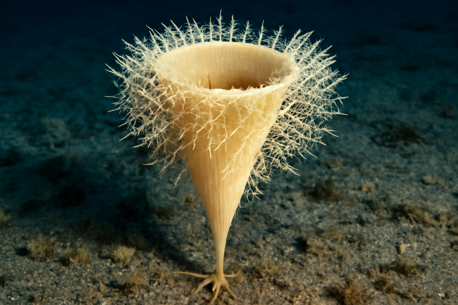 Lefroyella