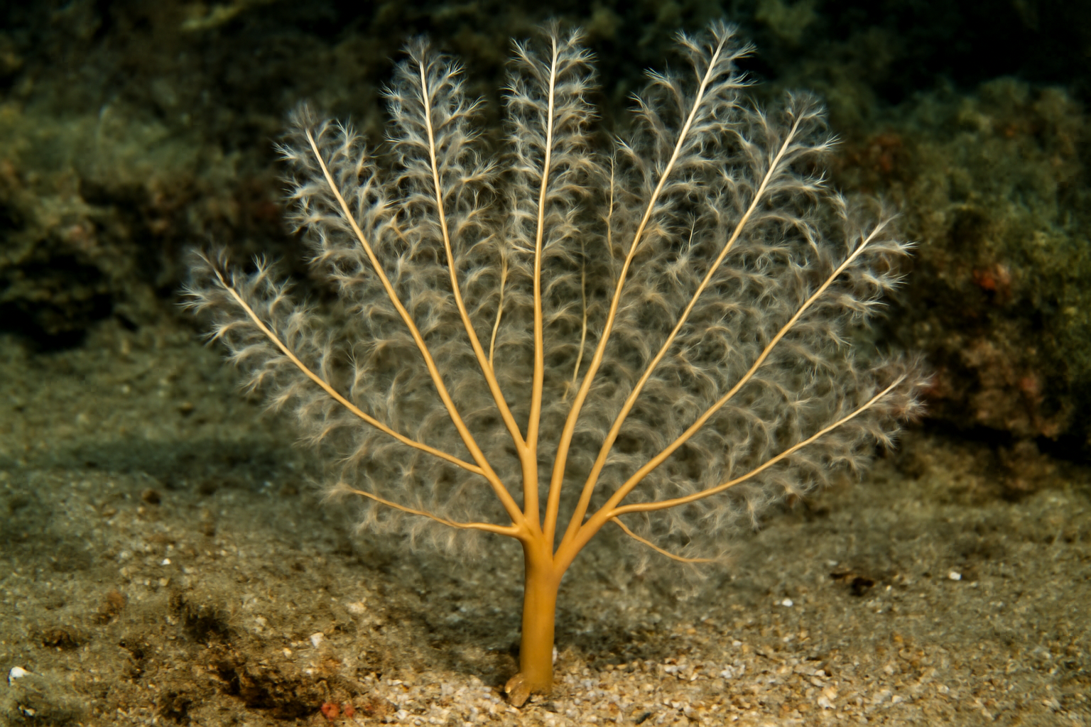 Sclerothamnopsis