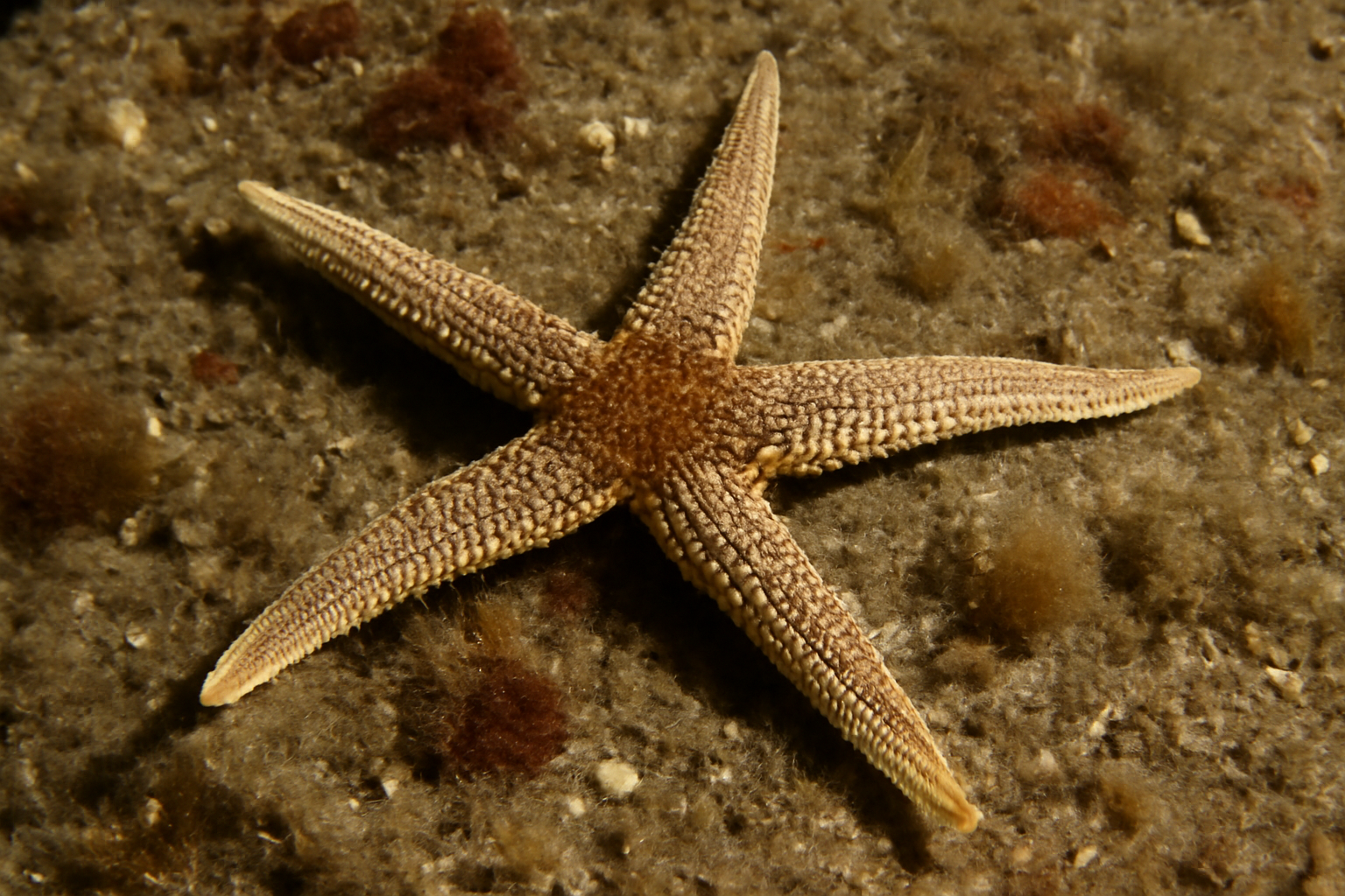 Trichasterina