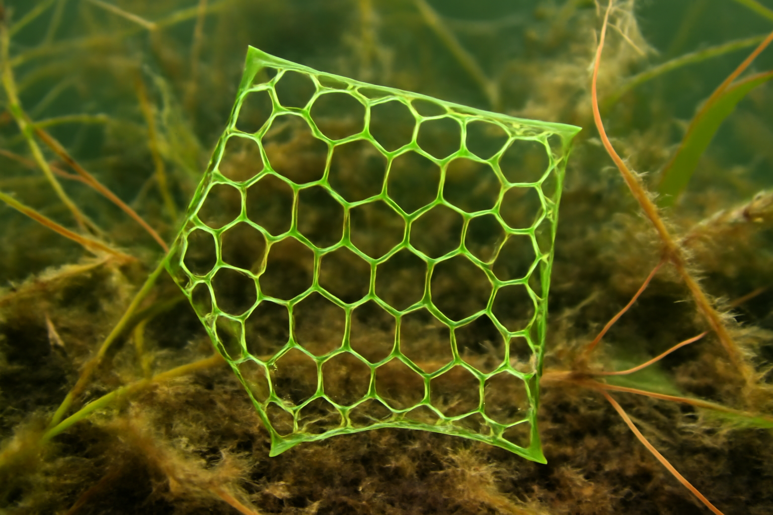 Hydrodictyon