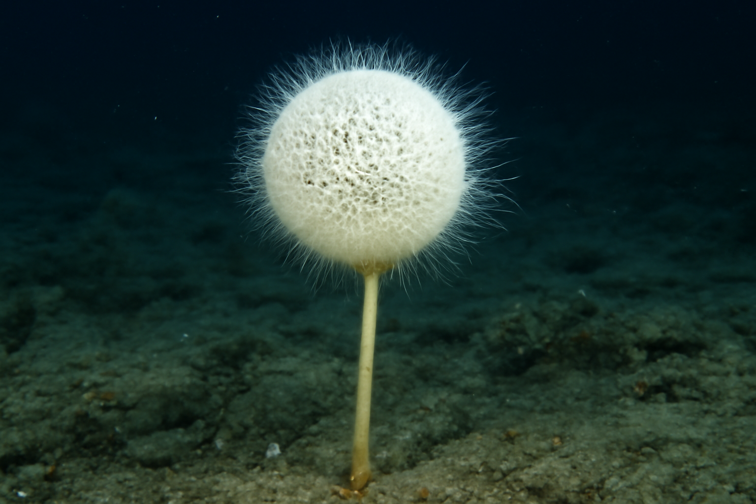 Pheronema