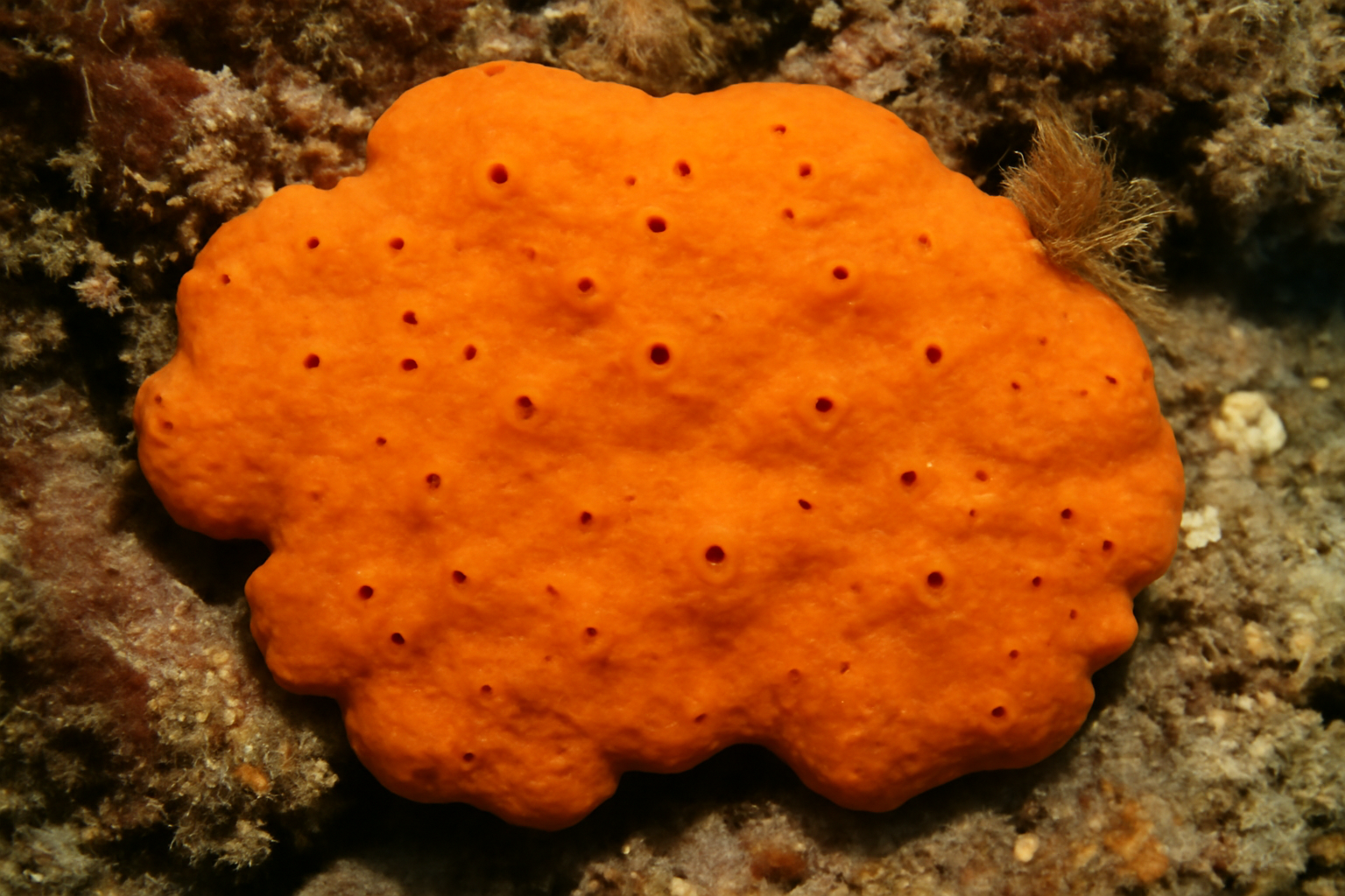 Plakinastrella