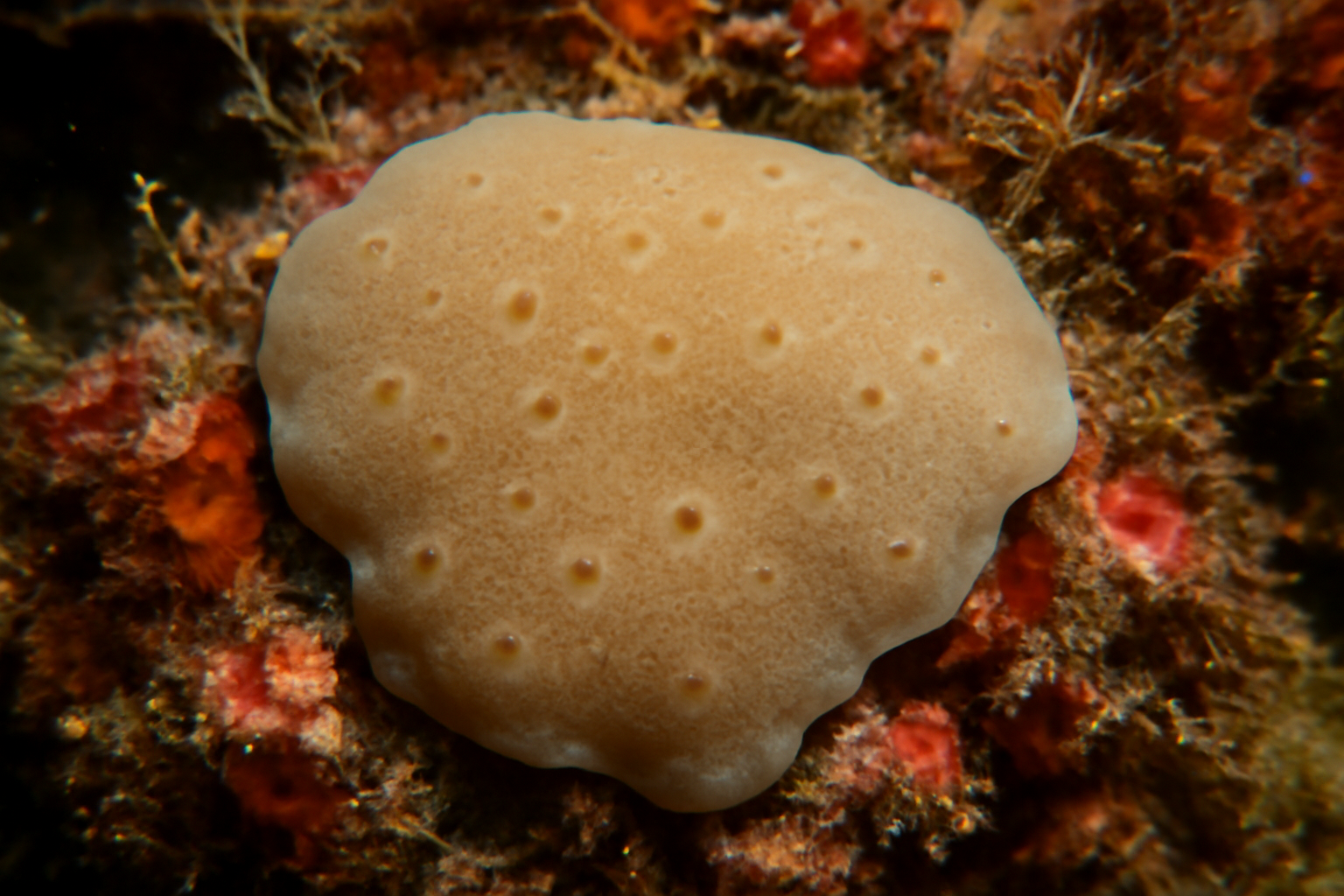 Plakinidae incertae sedis