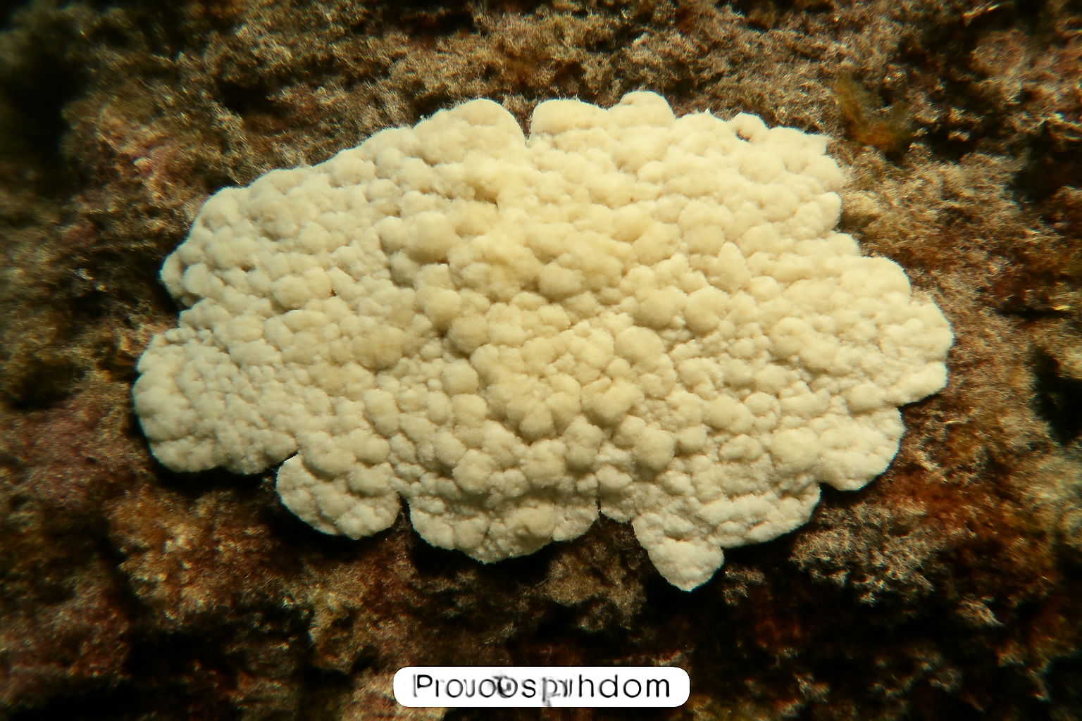 Pseudocorticium