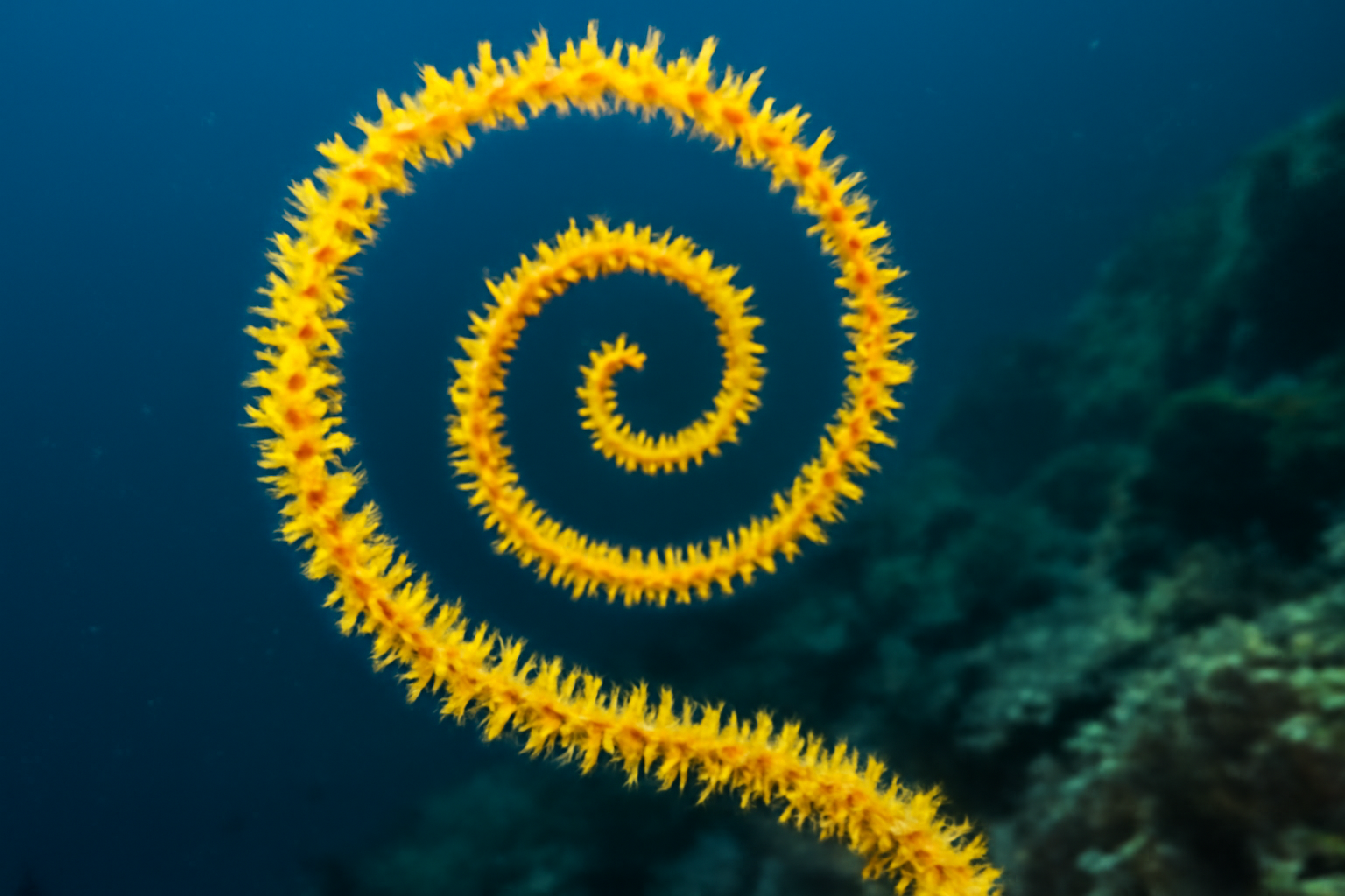 Cirrhipathes