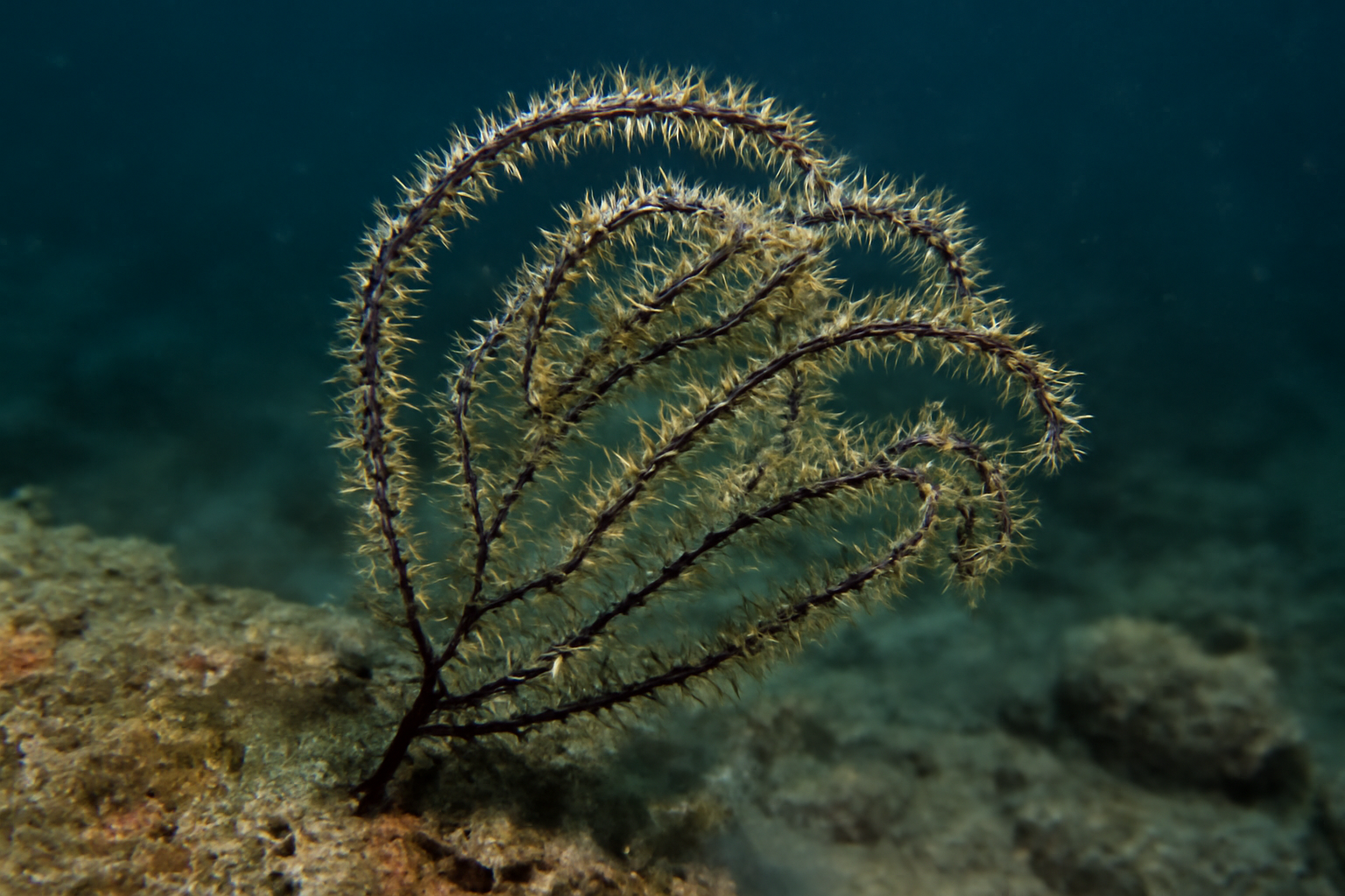 Trissopathes