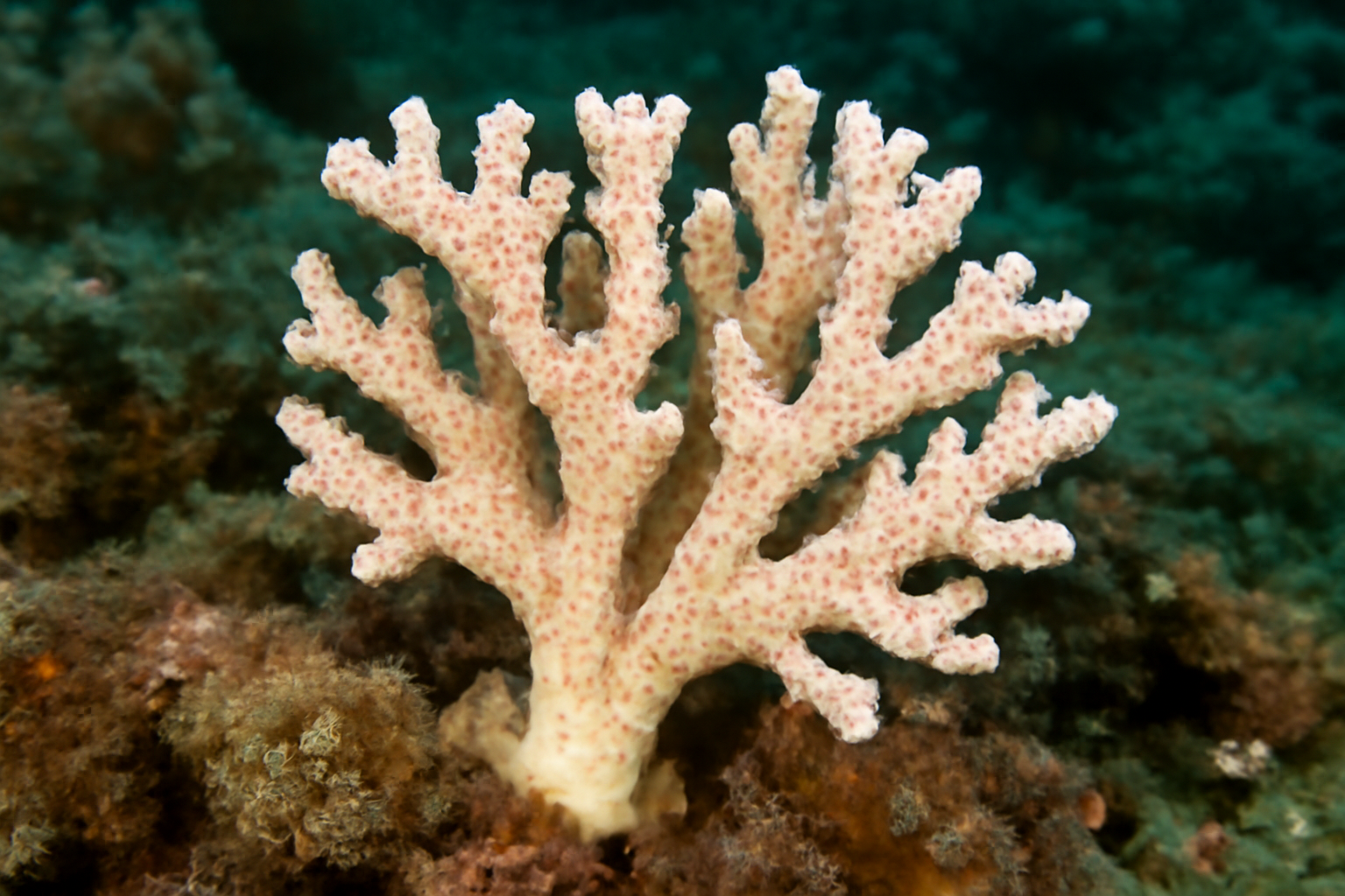 Distichopora