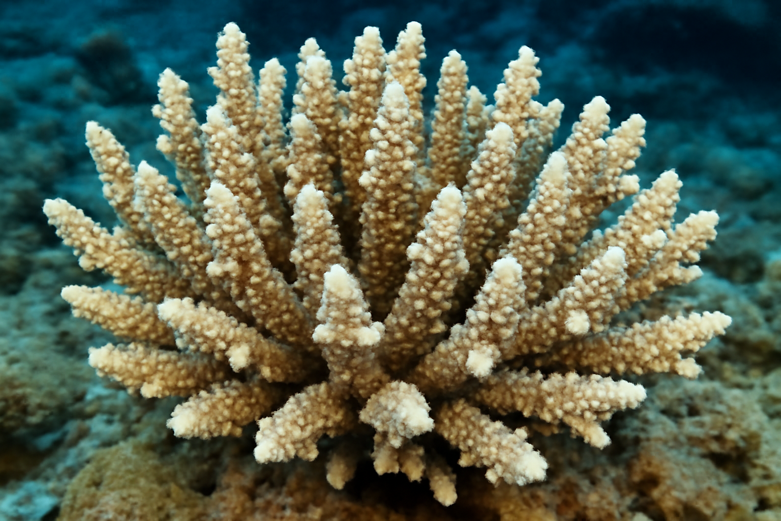 Acropora