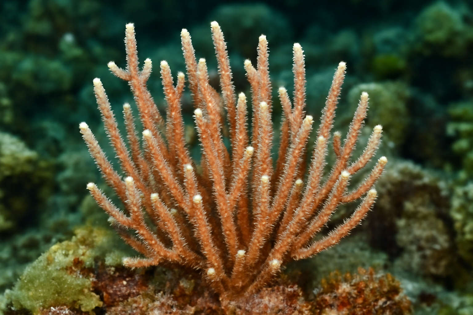 Anacropora
