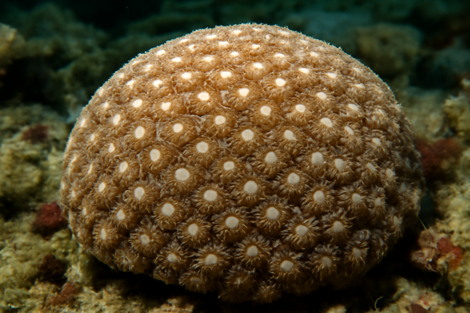 Astreopora