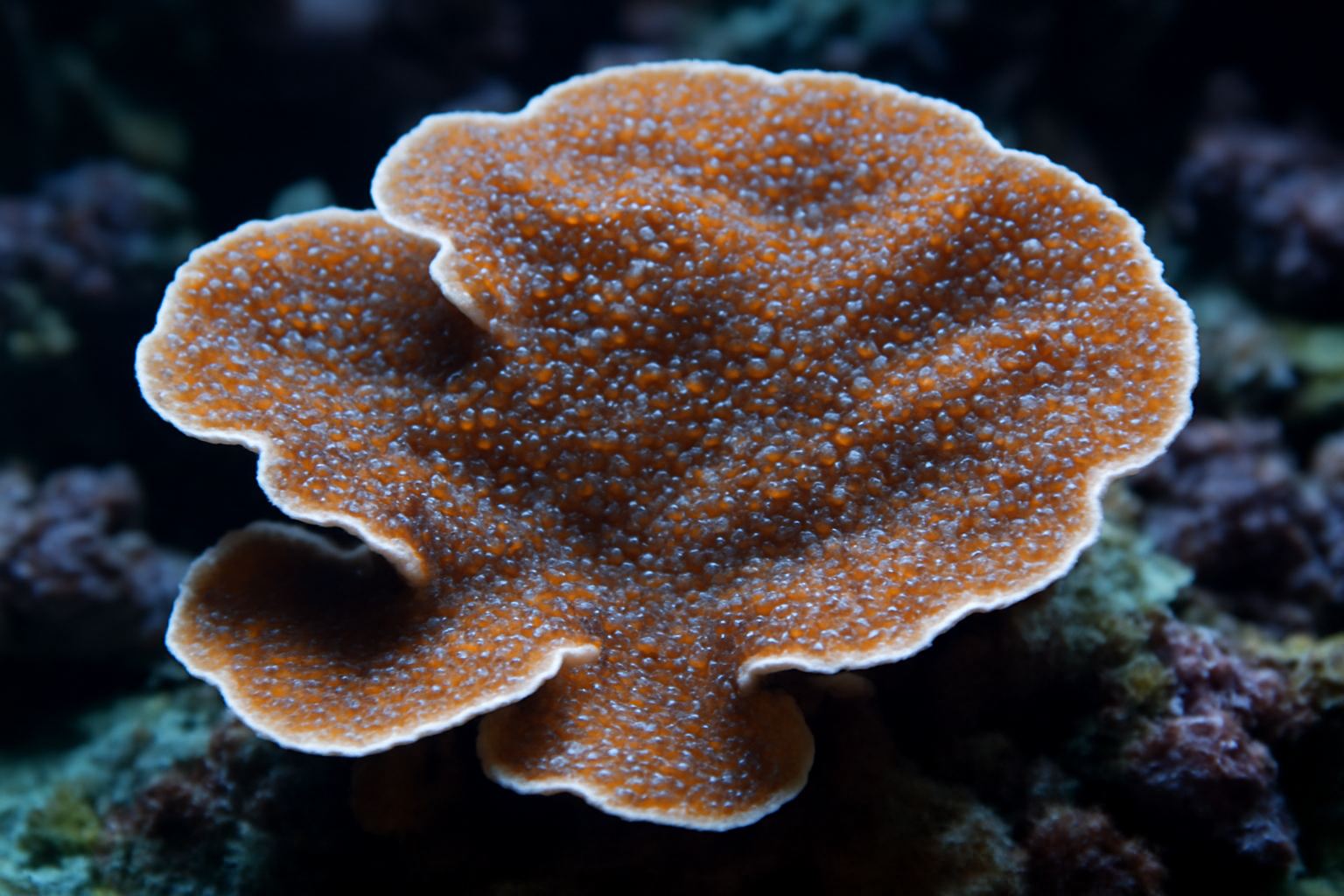 Montipora
