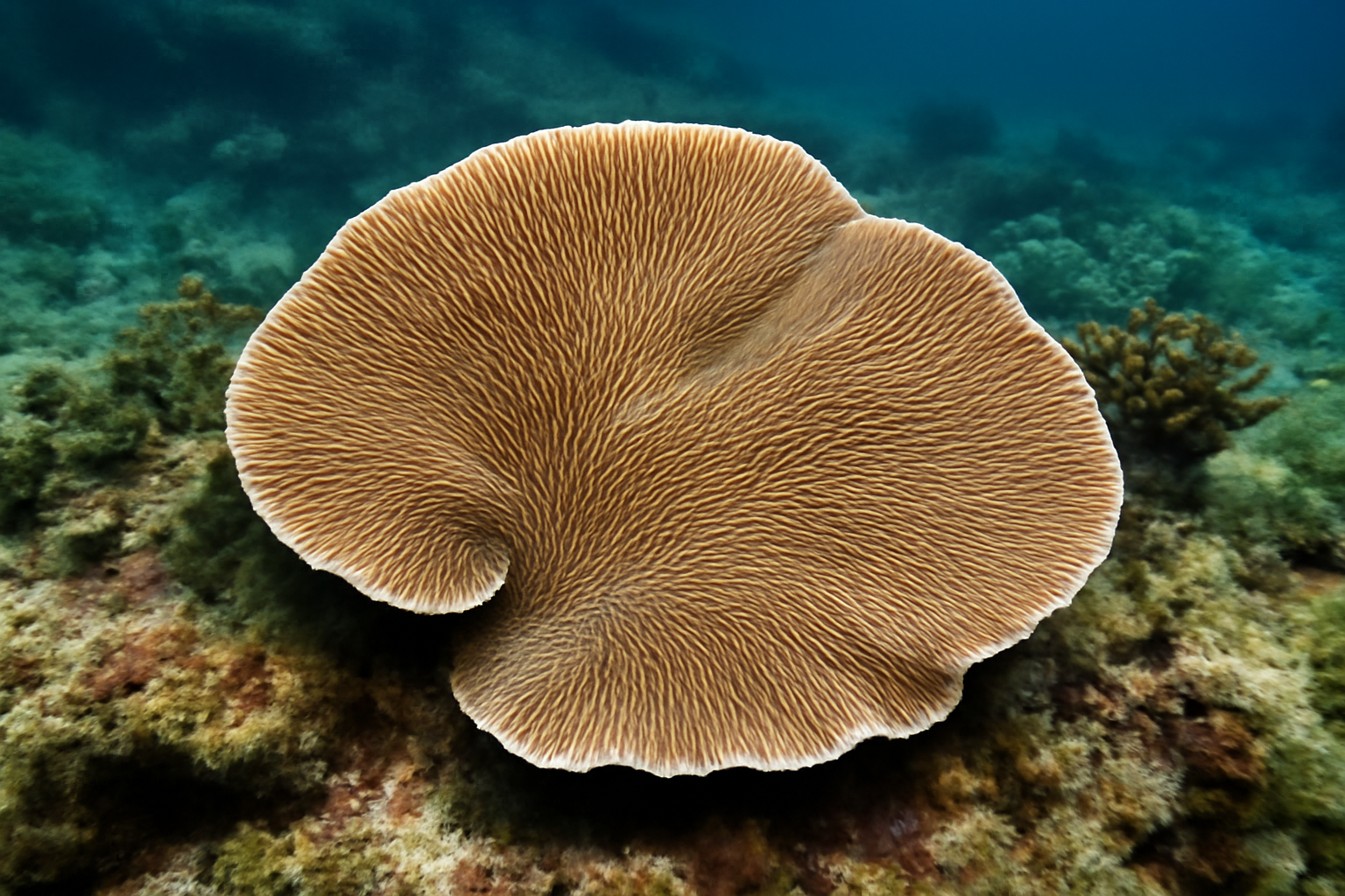 Agaricia