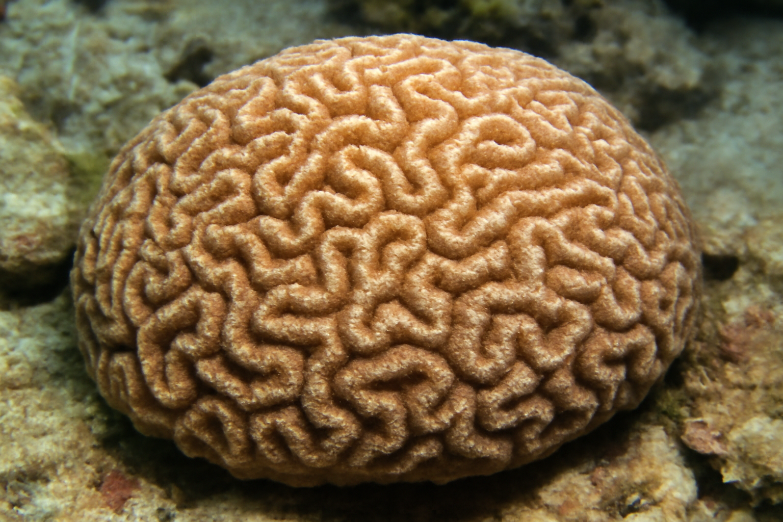 Gardineroseris