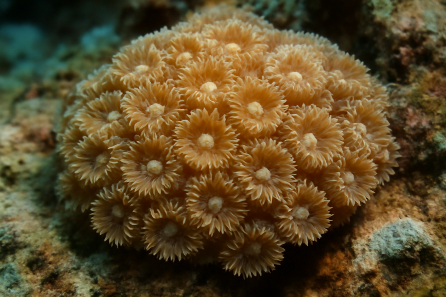 Astrocoenia